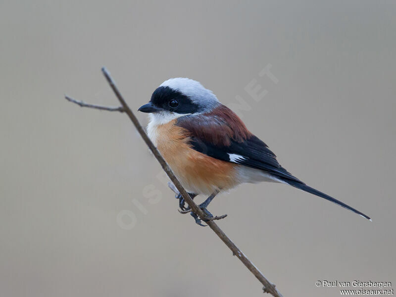 Bay-backed Shrike