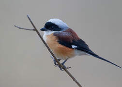 Bay-backed Shrike