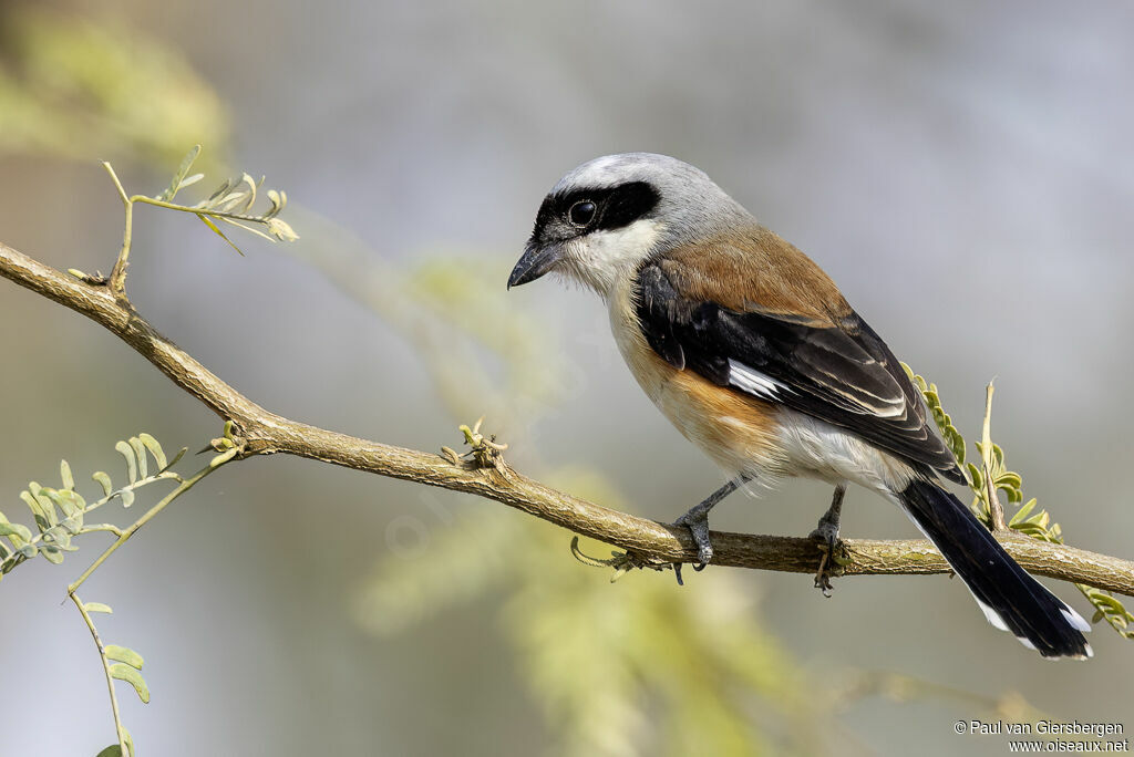 Pie-grièche à bandeauadulte