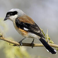 Pie-grièche à bandeau