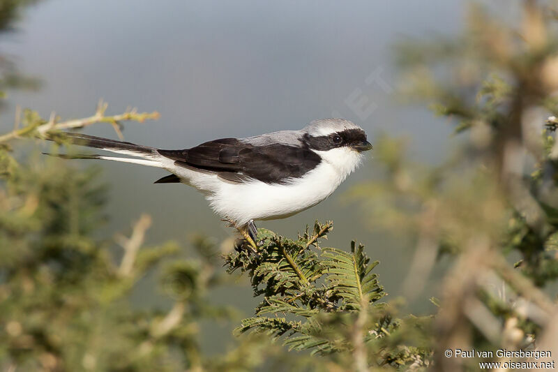 Grey-backed Fiscal