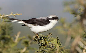 Grey-backed Fiscal