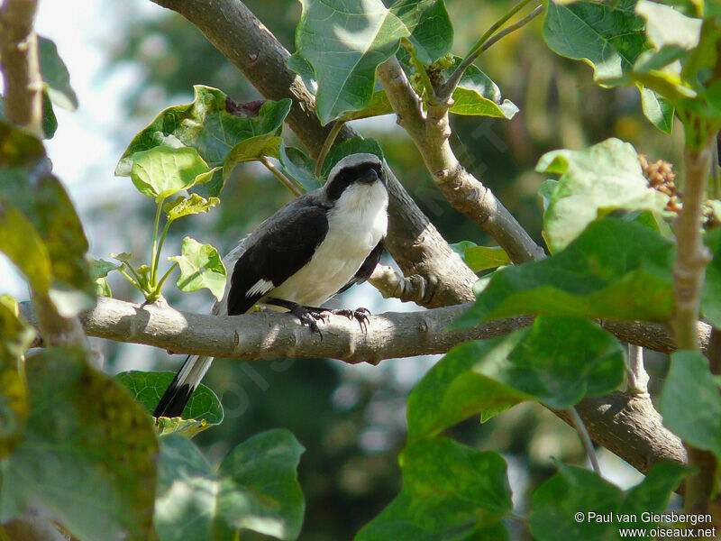 Grey-backed Fiscal