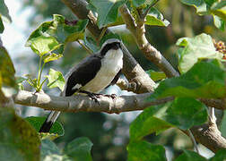 Grey-backed Fiscal