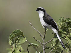 Grey-backed Fiscal