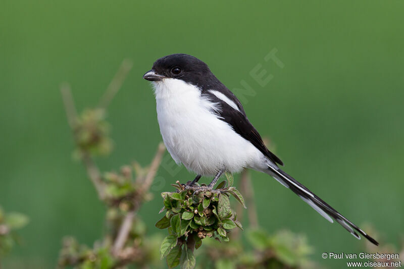 Pie-grièche à dos noiradulte, identification