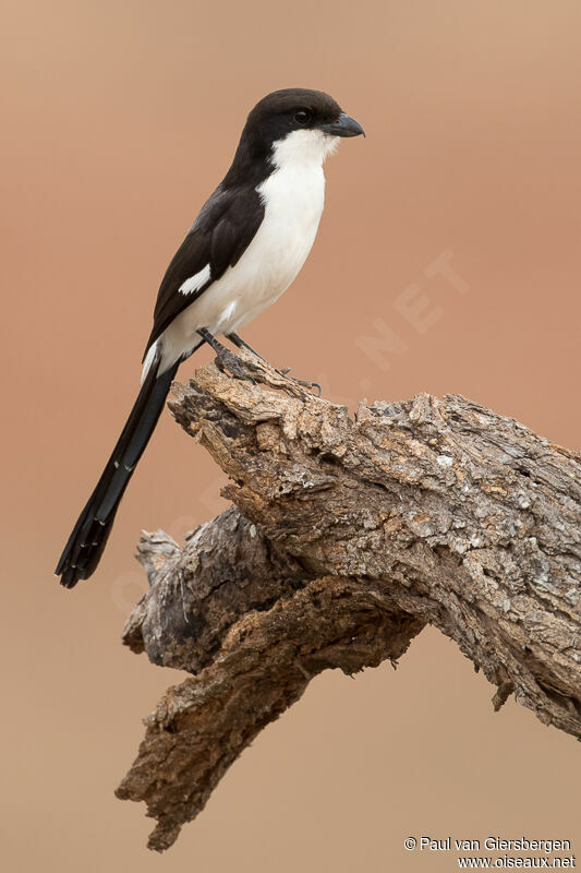 Long-tailed Fiscaladult