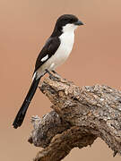 Long-tailed Fiscal