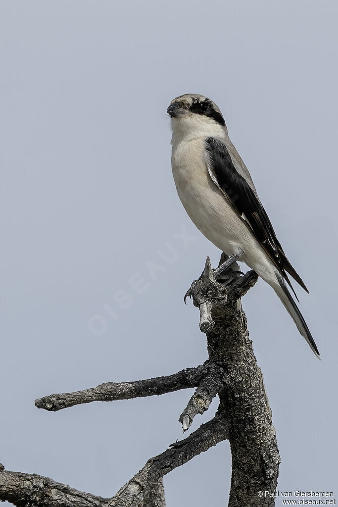 Lesser Grey Shrike