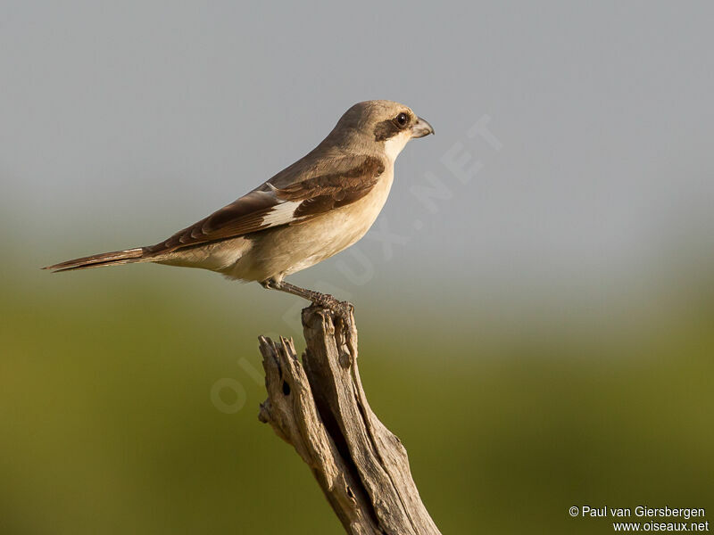 Lesser Grey Shrike