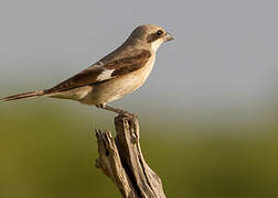 Lesser Grey Shrike