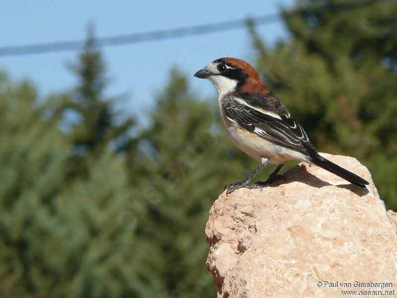 Woodchat Shrike