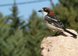 Woodchat Shrike