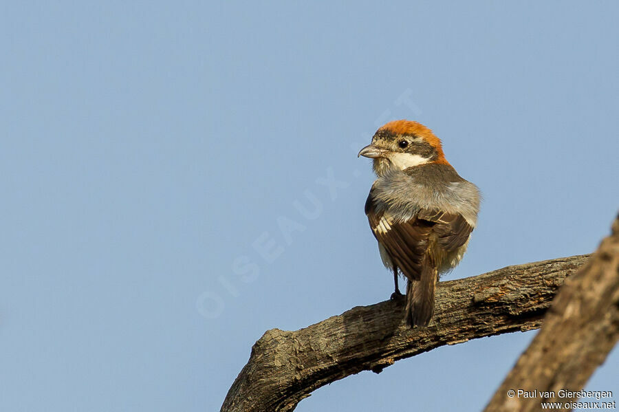 Woodchat Shrikeadult