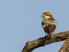 Woodchat Shrike