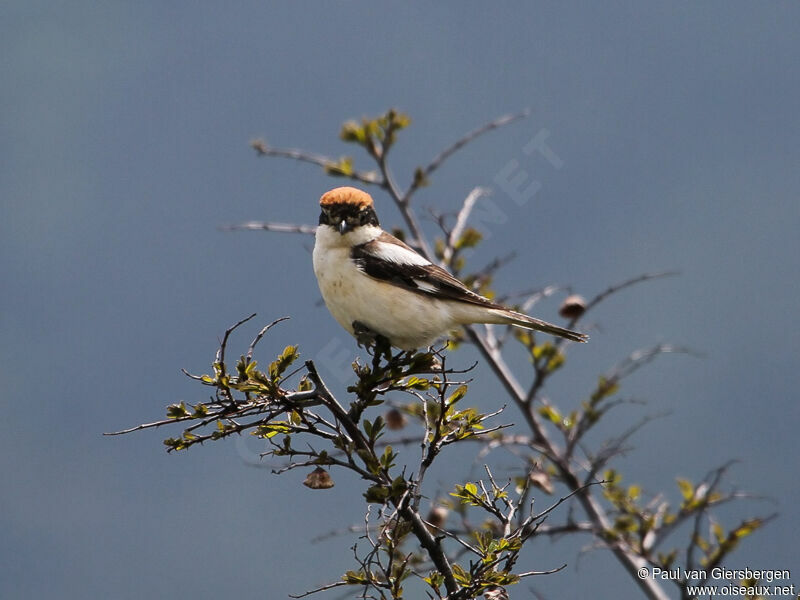 Woodchat Shrike