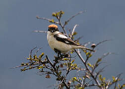 Woodchat Shrike