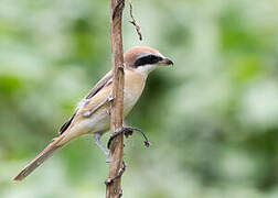 Brown Shrike