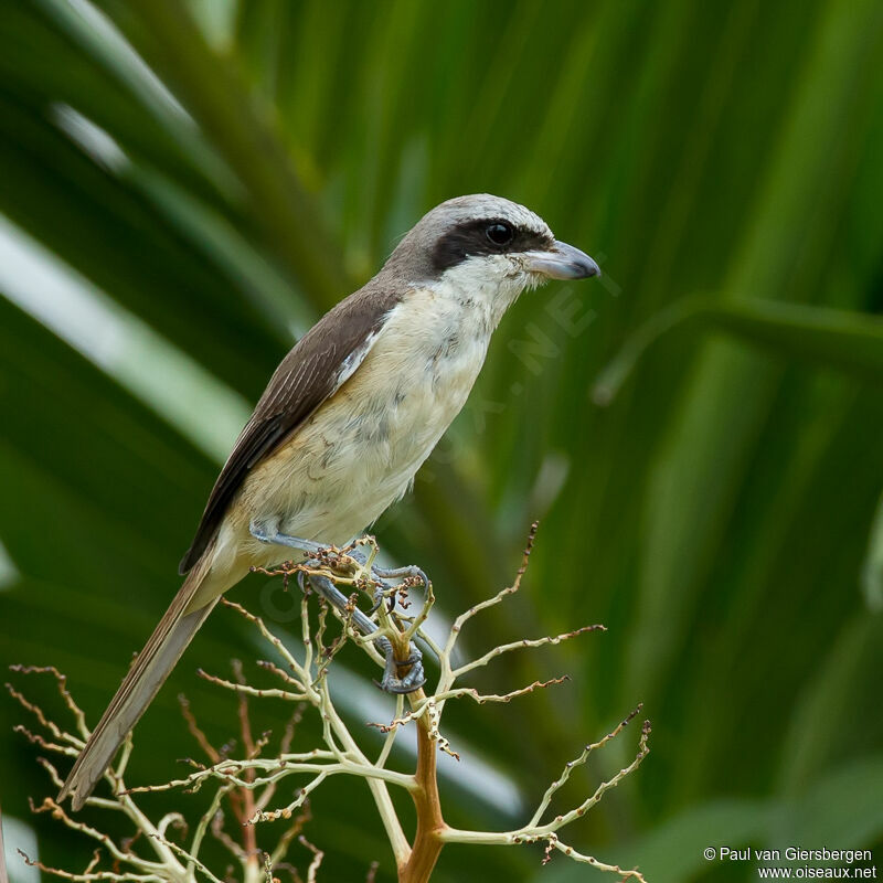 Brown Shrike