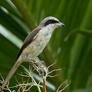 Brown Shrike