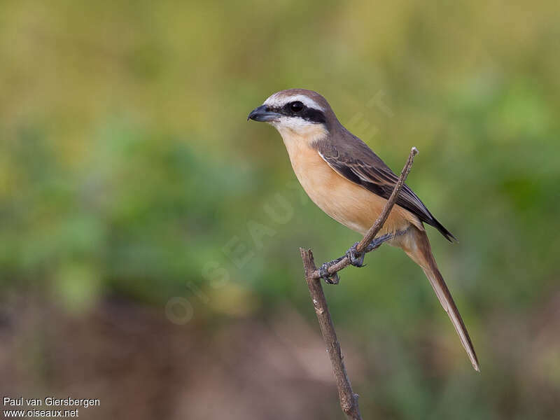 Pie-grièche brune mâle adulte transition, identification