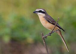 Brown Shrike