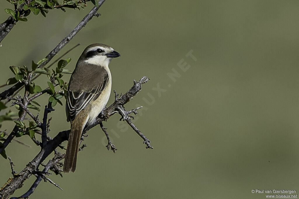 Brown Shrikeadult