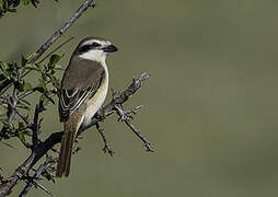 Brown Shrike