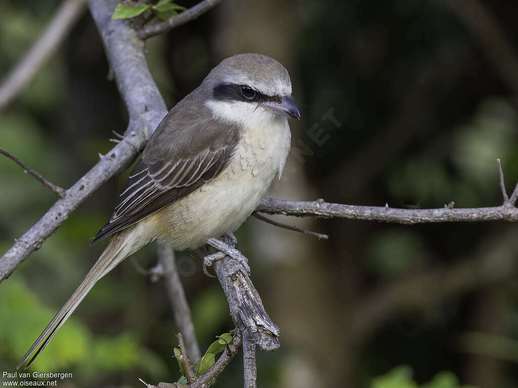 Brown Shrikeadult