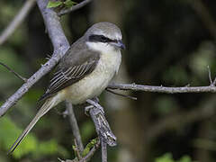 Brown Shrike