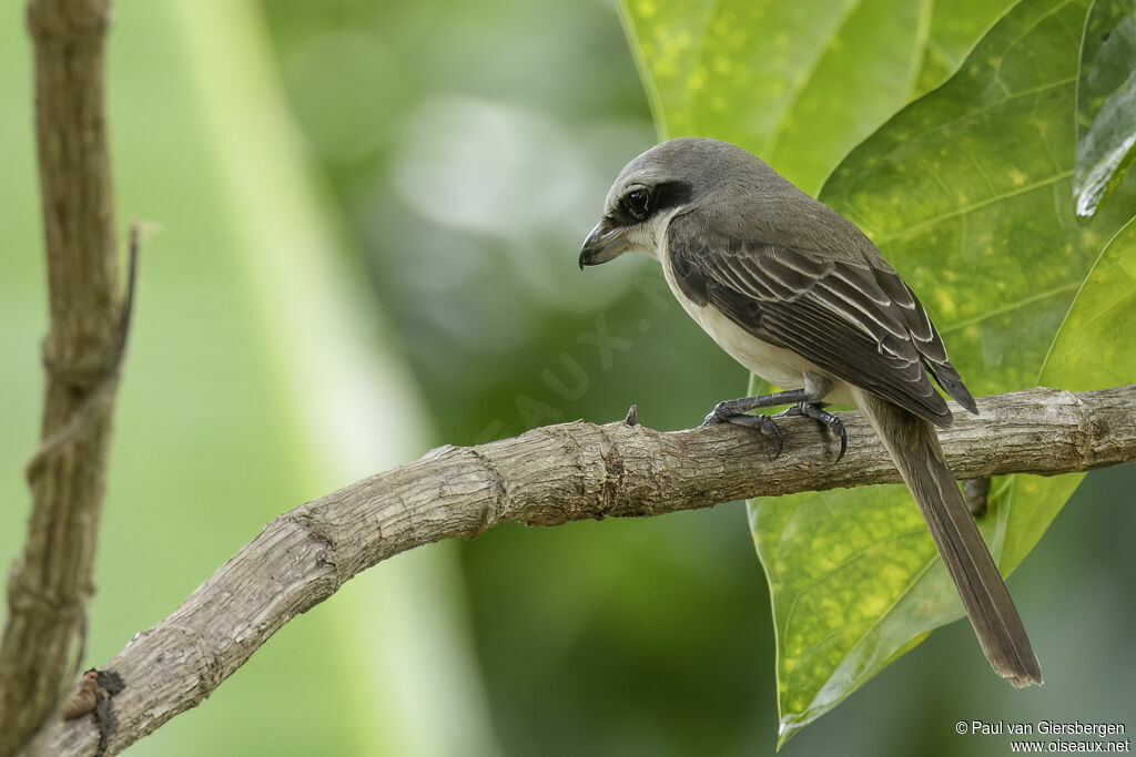 Brown Shrikeadult