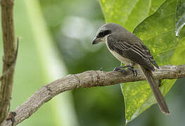 Brown Shrike