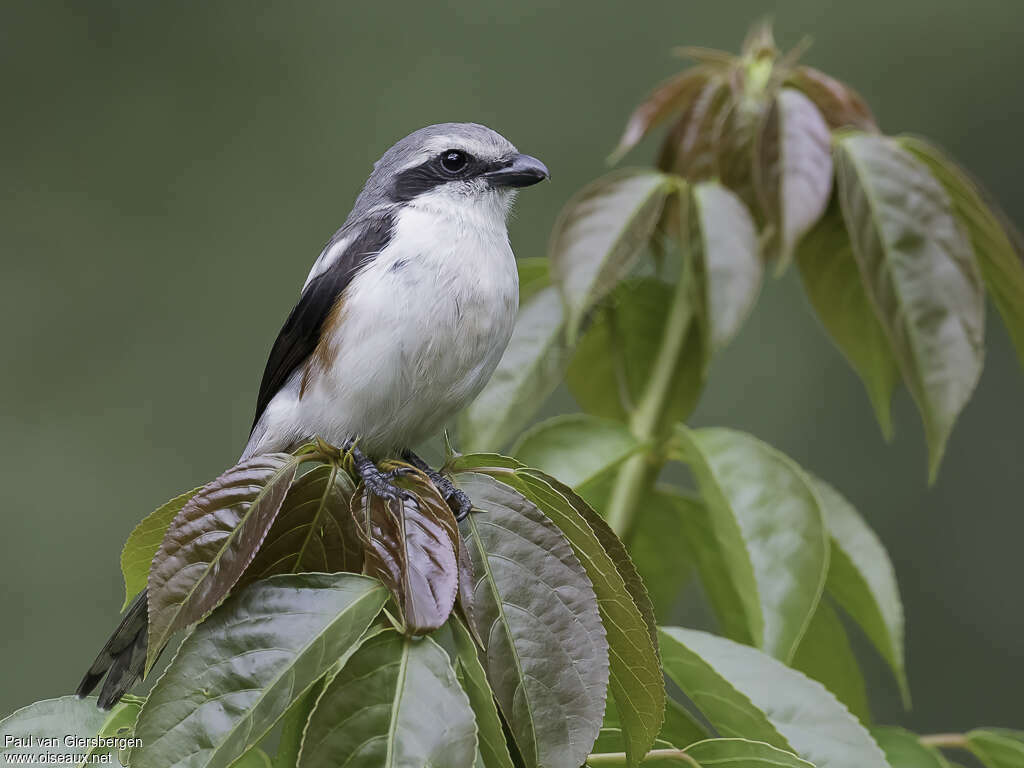 Mackinnon's Shrike female adult, identification