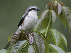 Mackinnon's Shrike