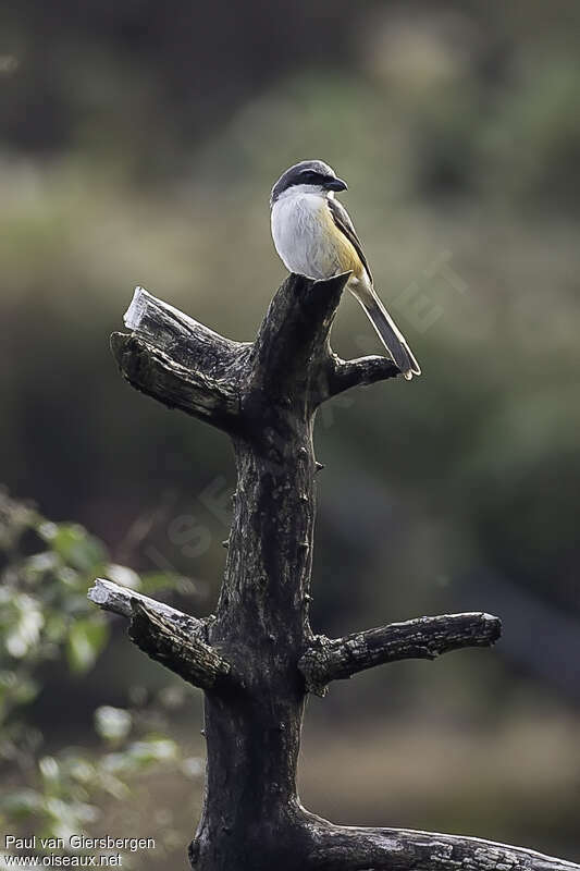 Mountain Shrikeadult