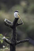 Mountain Shrike