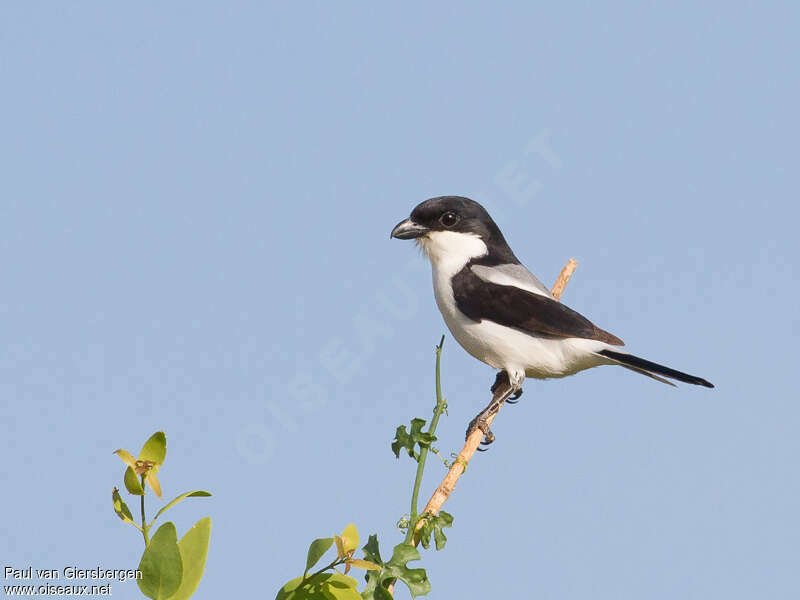 Taita Fiscaladult, identification