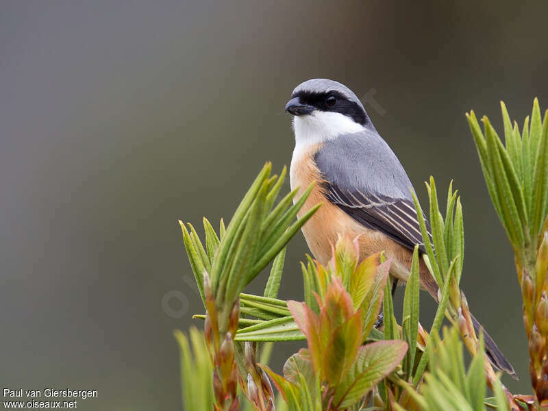 Grey-backed Shrikeadult, pigmentation, Behaviour