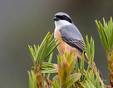 Grey-backed Shrike