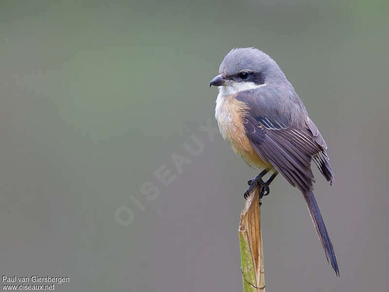 Grey-backed Shrikeadult, moulting, pigmentation