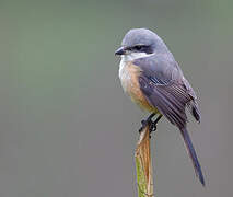 Grey-backed Shrike