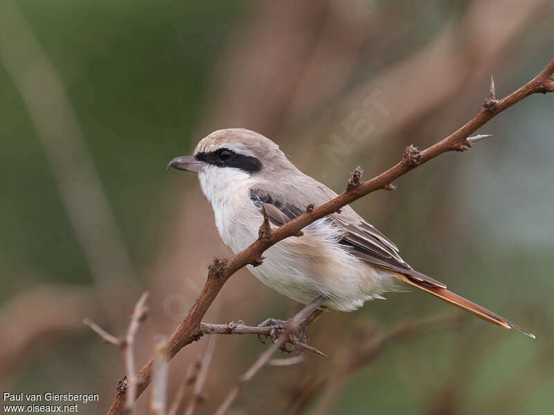 Red-tailed Shrike male adult post breeding, identification