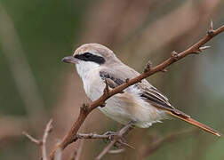 Red-tailed Shrike