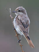 Red-tailed Shrike