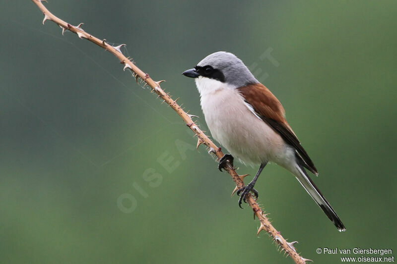 Red-backed Shrikeadult