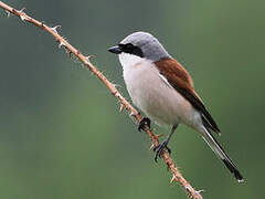 Red-backed Shrike