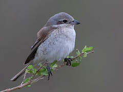 Red-backed Shrike