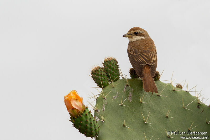 Red-backed Shrike