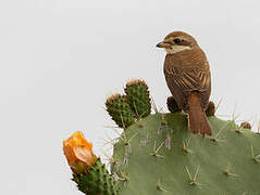 Red-backed Shrike