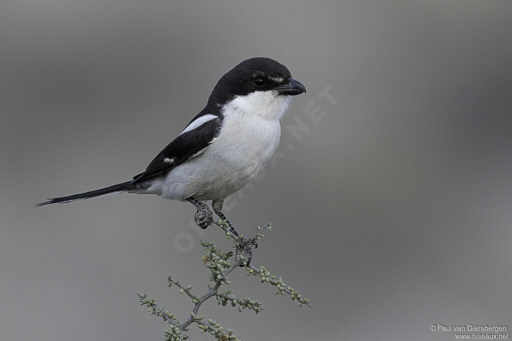 Southern Fiscal male adult